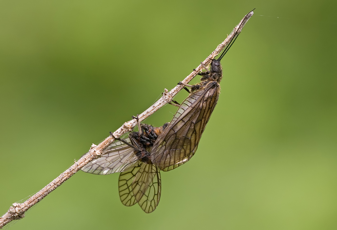 Alder Flies Mating